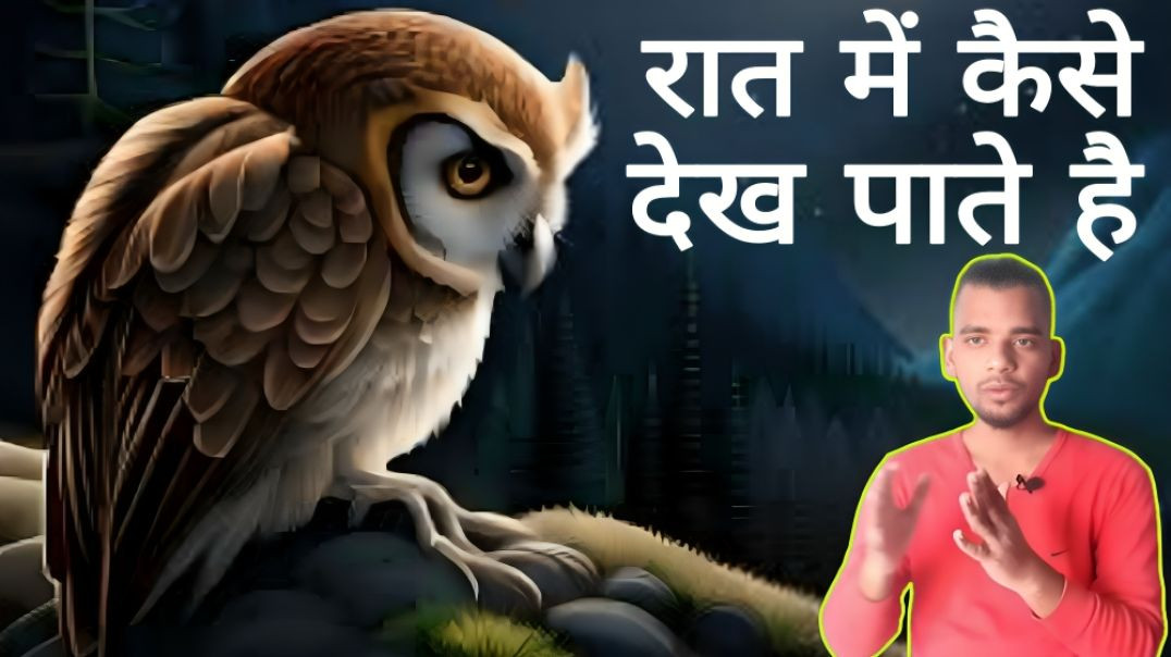 ⁣उल्लू रात में कैसे देख पाते है | Ullu | Owl | Night | Eye | AC Prashant