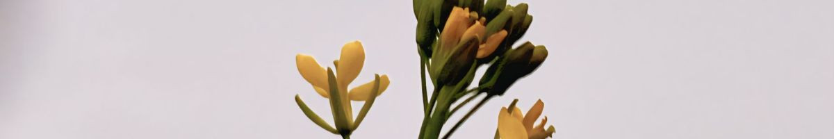 111696285720694273781 