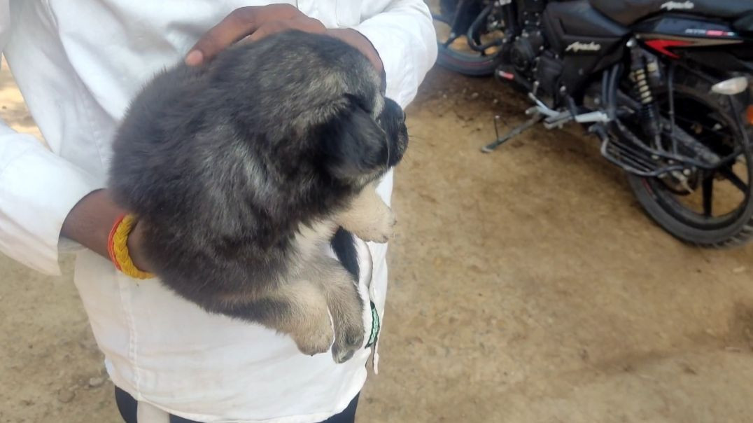 ⁣Ye Cute 🥺 Puppy 🐶 kiska hai