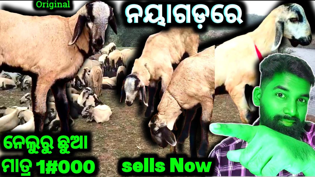 ⁣Original Nellore jodipi kids selling video @bhaskardipufarmingvlogs