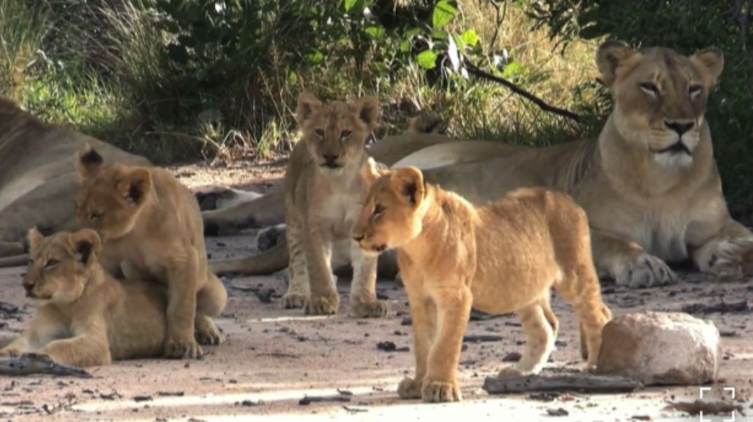 ⁣Amazon animals & Birds,🐍🦥🦛🐦🦉🦜🦚🦁🪱🦒#pets& animals#apnatube#RajuDa