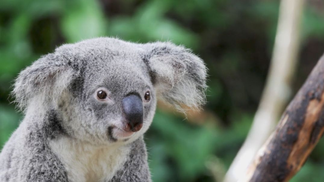 ⁣wildlife animals videos ll apna tube #animals#pets& animal # wildlife love #RajuDa