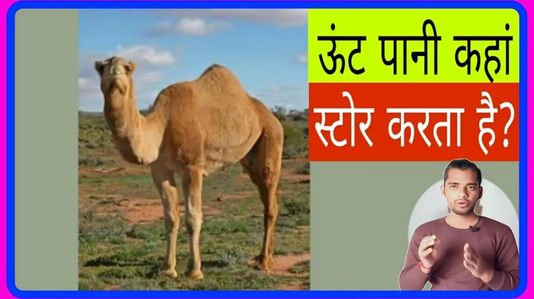 ⁣camel kaha per pani store karta hai ? unknown fact by ac prashant