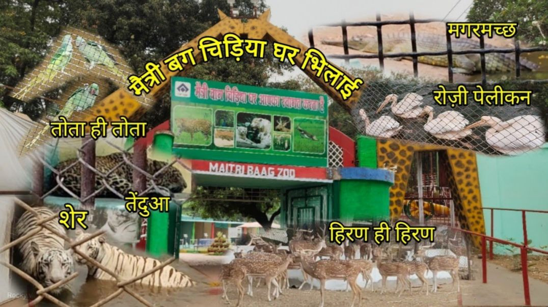⁣मैत्री बाग जू भिलाई छत्तीसगढ़ // Maitri Baag Zoo bhilai Chhattisgarh // 🏞️🐯🦁 #zoo #maitribaagzoo