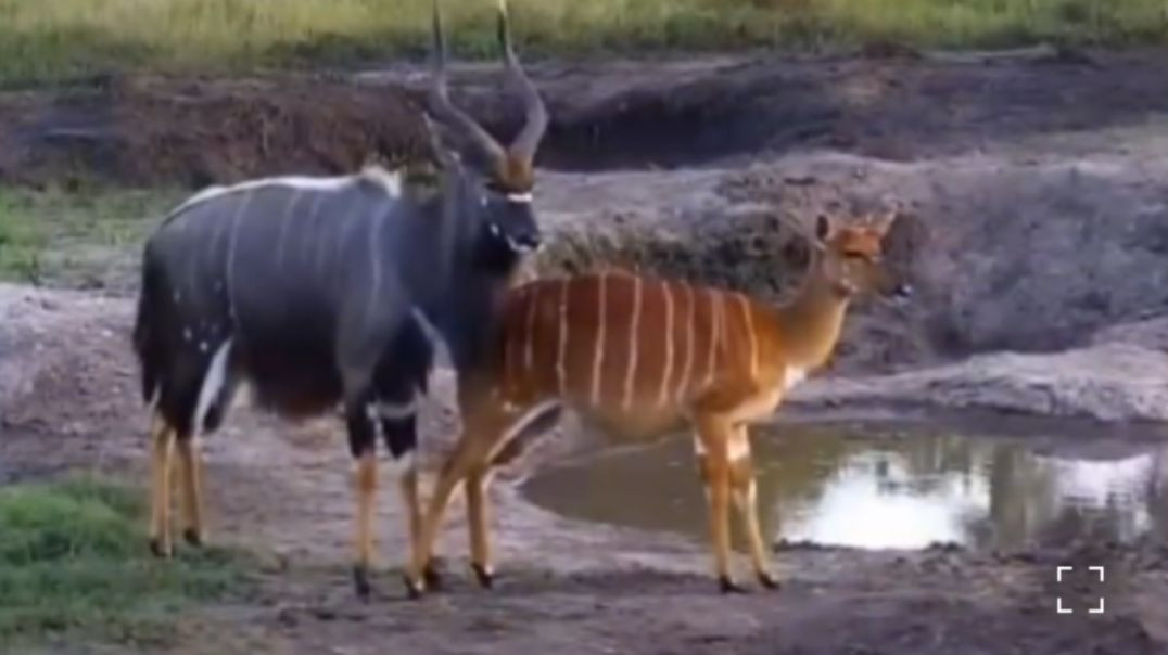 ⁣Amazing animal full masti 👍#amazinganimal#RajuDa