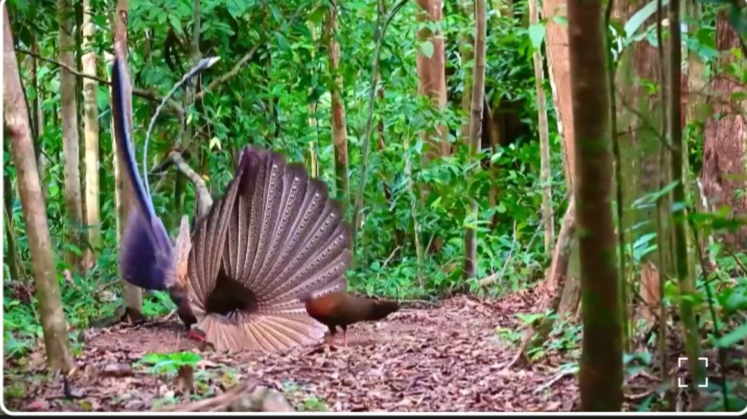 ⁣Amazing nature & Birds moments #Bordsmoments#naturelove#RajuDa