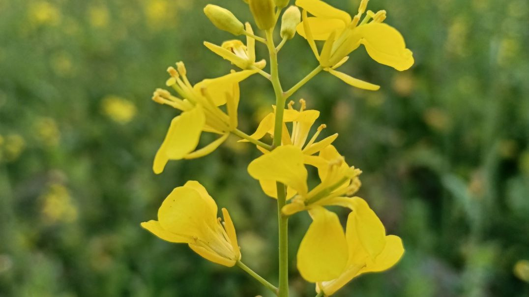⁣Mustard flower