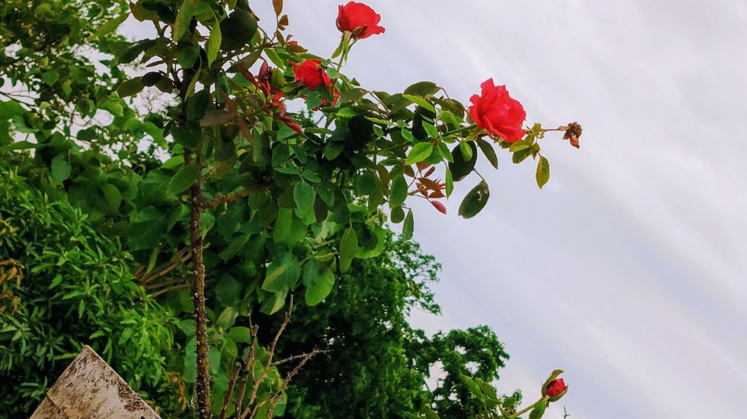 ⁣Christmas star ✨✨👍🏻