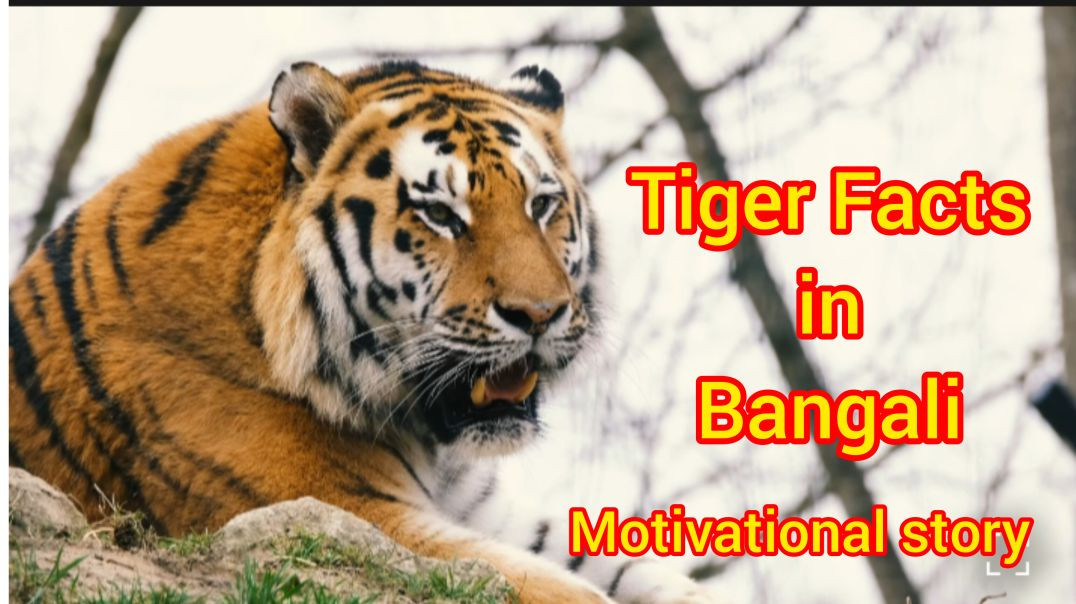 ⁣TigerFacts in Banglali 🐯#TigerFacts#Raju#Naturevideo