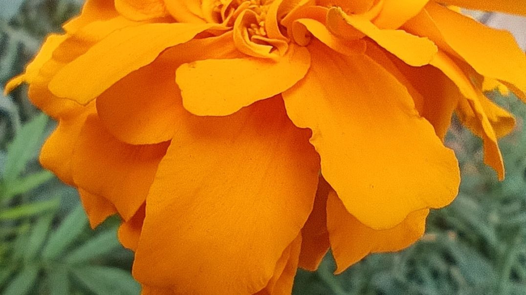 ⁣Flower #flowers #clipo #trending