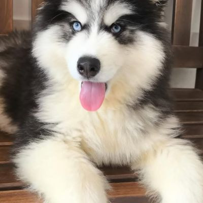 102583985263010744642 