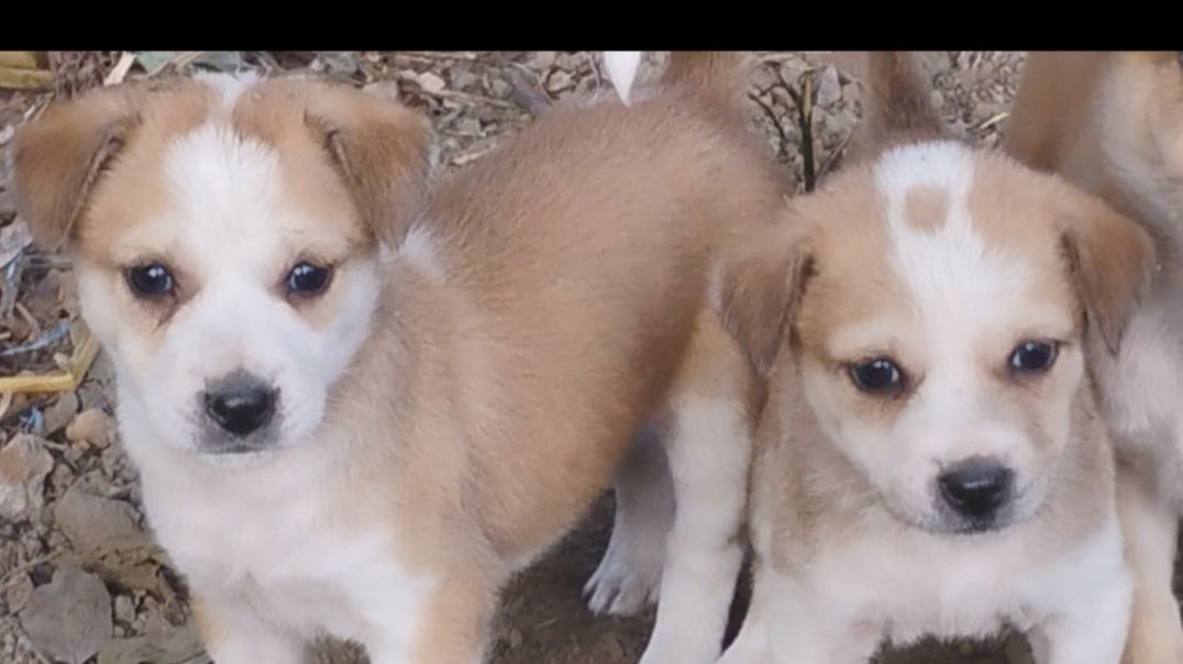 ⁣State dog puppies # trending video #poppies#RajuDa