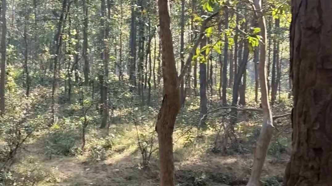 पिकनिक स्पॉट रानीदरहा