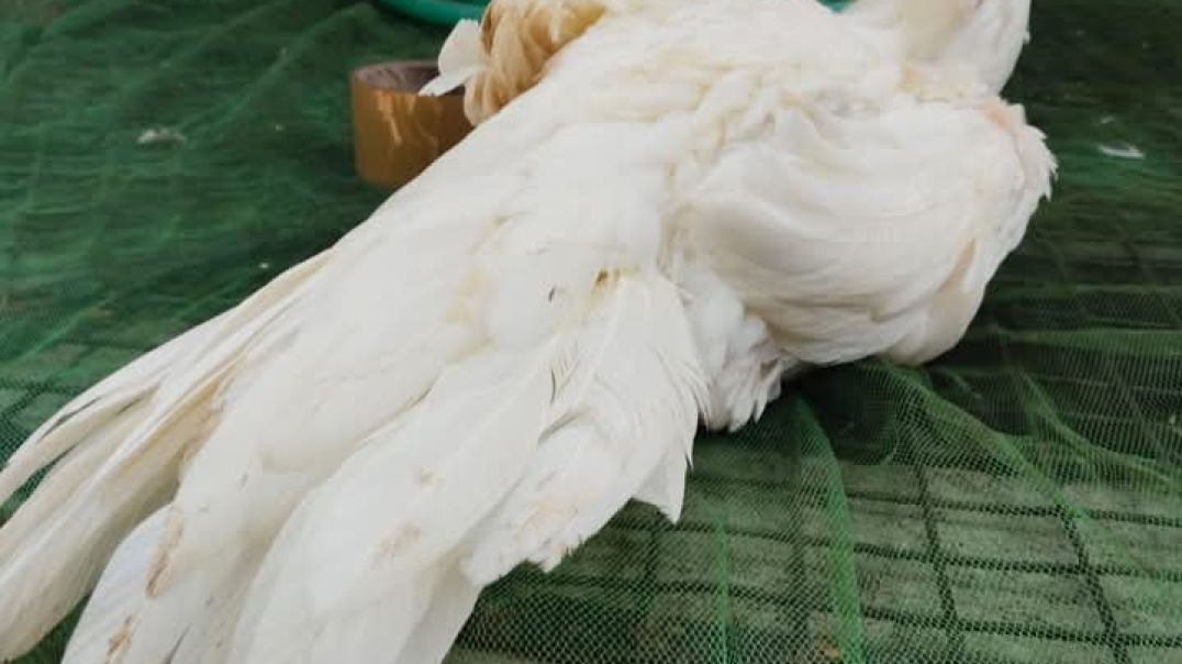 ⁣VID-20251208-WA0033