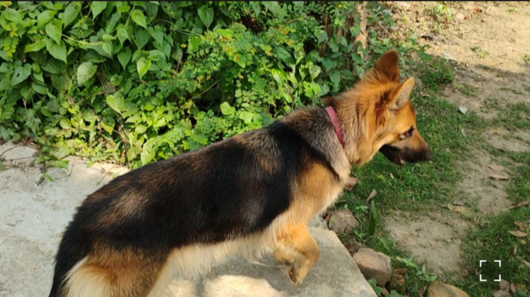 German shepherd dog #gremanshepherddog#RajuDa