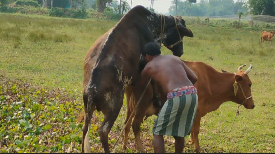 ⁣cows video l গাই গরু আর ষাঁড় গরুর ভালোবাসা ❤️ l#cows# animallovers#RajuDa