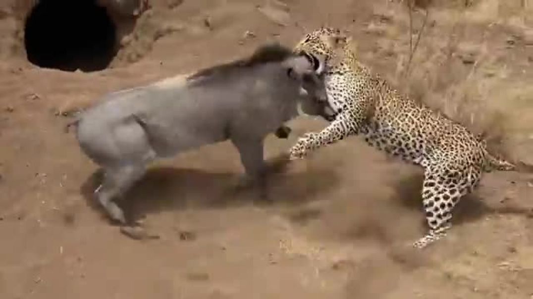 ⁣टाइगर ओर जंगली सूअर की एकता