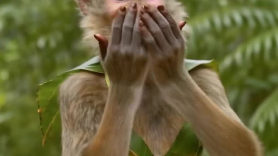 बंदरिया रील बनाती तो 😜😅😅🫣