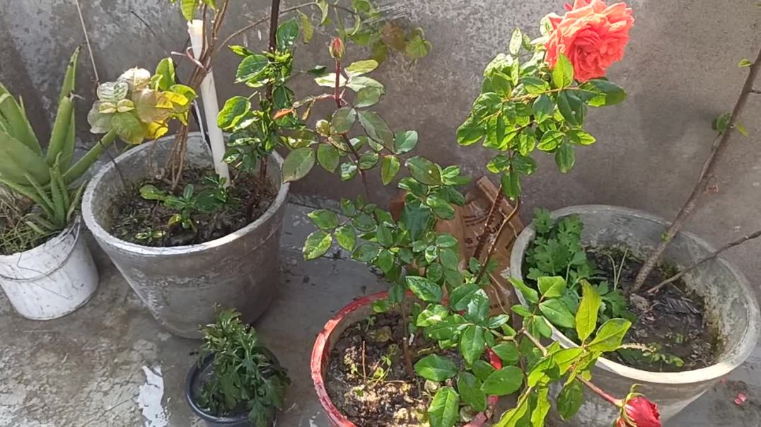 ⁣Gardening my home