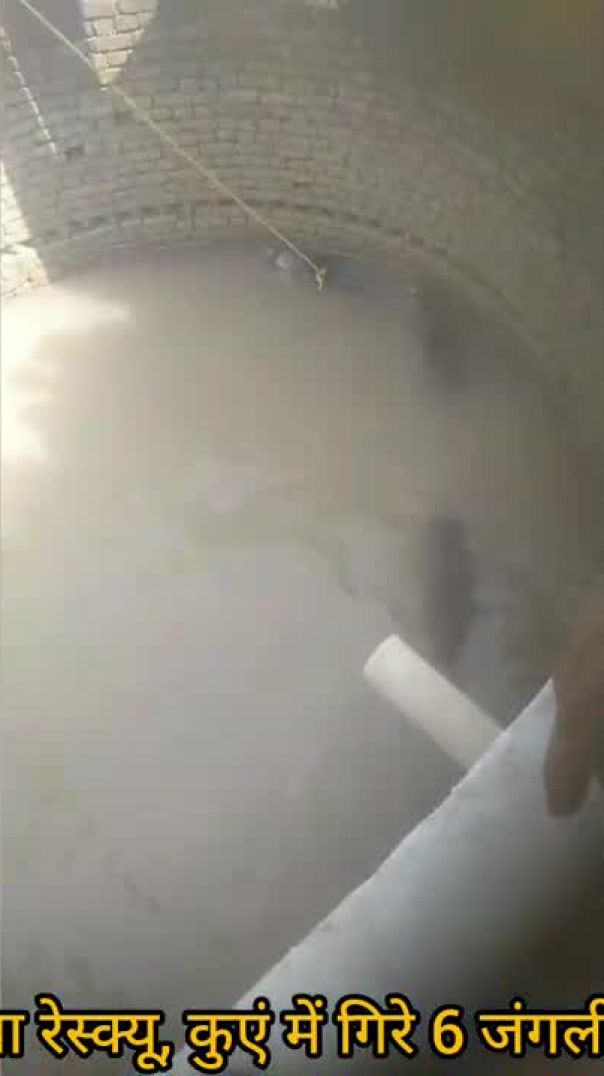 करतला रेंज में अनोखा रेस्क्यू, कुएं में गिरे 6 जंगली सूअर सुरक्षित निकाले गए