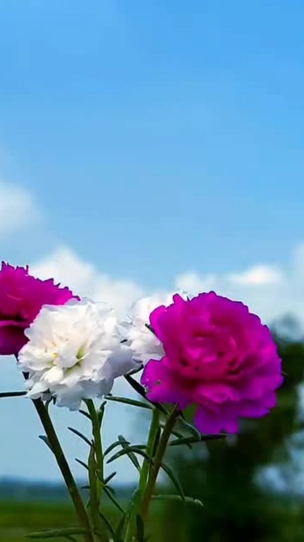 instagram_1753875527567