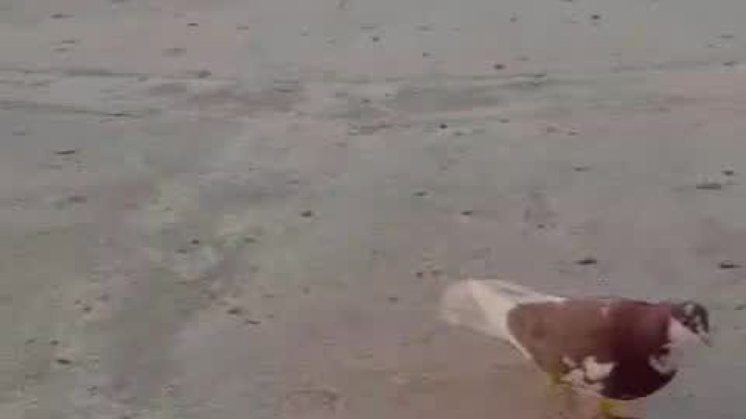 કબૂતર લવર