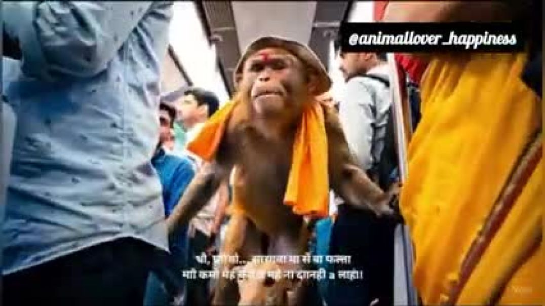 ⁣Dogesh_Bhai___Monkesh_Bhai_Ka_Delhi_Vlog__#dogeshbhai_#monkey_@caz_05(240p)