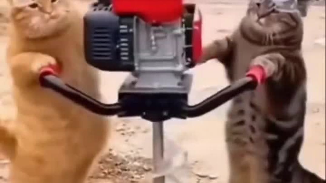 ⁣Funny cat video 😅😅