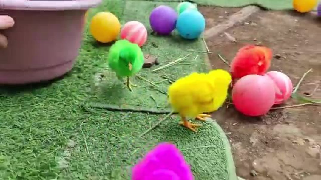 Tangkap_Ayam_Lucu,_ayam_warna_warni,_ayam_rainbow,_kelinci_lucu,_bebek_lucu,_ikan_koi,_Hewan_Lucu(36