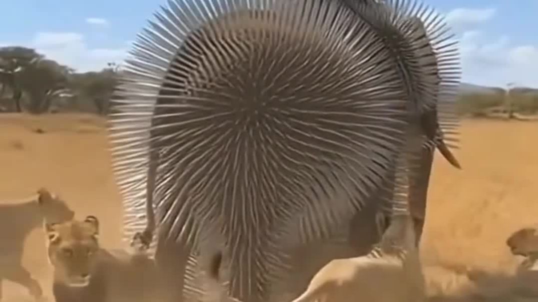 ⁣मेरे दोस्त देख सकते है शेर के पास किस तरह