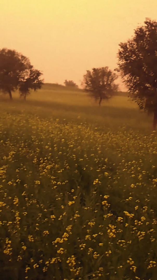 VID_20260119_044431_451