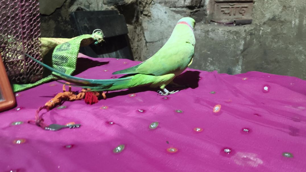⁣bolo toto bacchon ke liye kahani bolane wala tota bolane wala parrot bacchon
