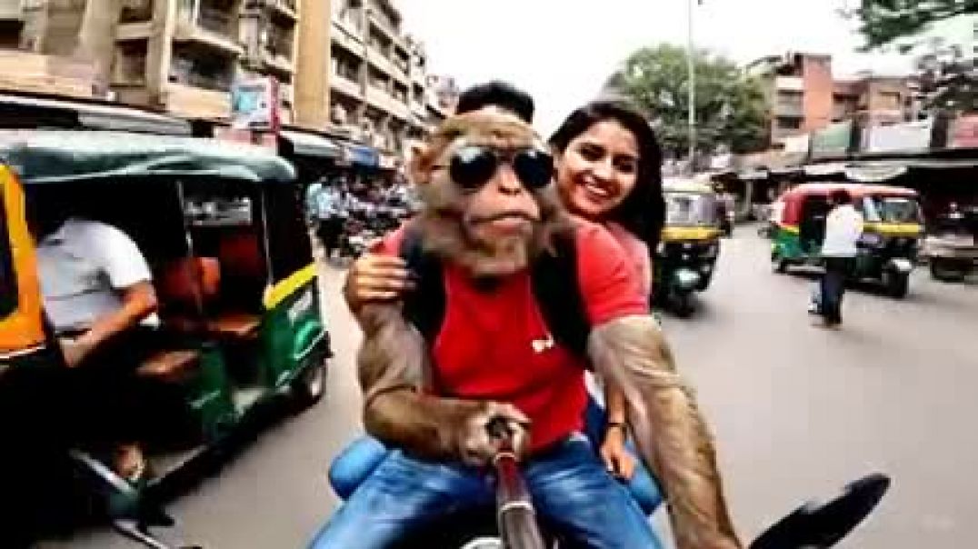 ⁣बन्दर_ने_कर_दी_पुलिस_की_पिटाई____Monkey_Vlog_Video____Monkey_Vlog_Video____Funny_Video(240p)