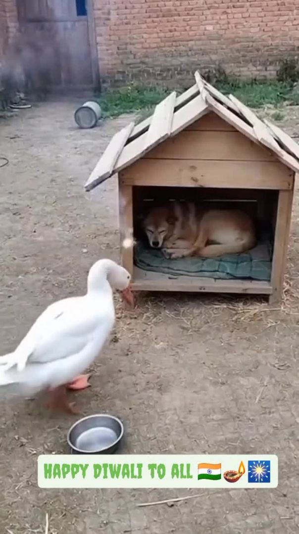 Duck 🦆🦆Funny Movement 😂😂🤣🤣