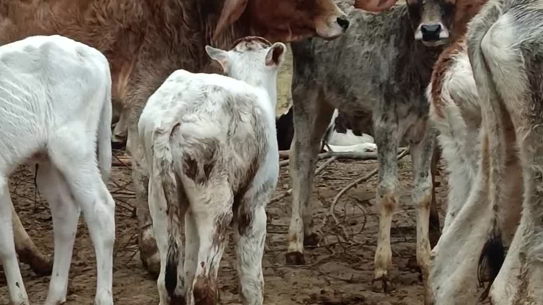 video_20260102_105400