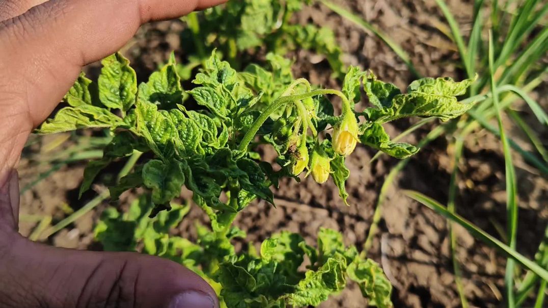 आलू की खेती