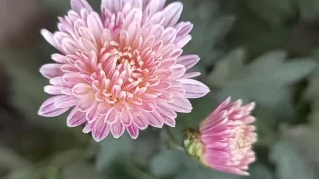 ⁣#trending my garden #garden