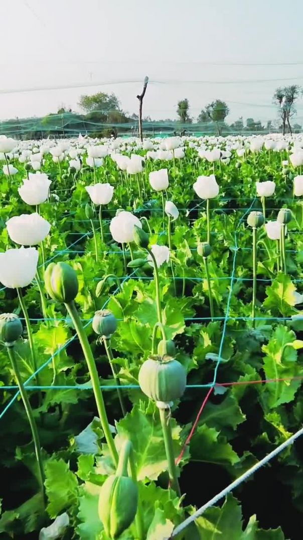 ब्लेक_गोल्ड_🌱👳#viralreels_#trending_#agriculture_#farminglife