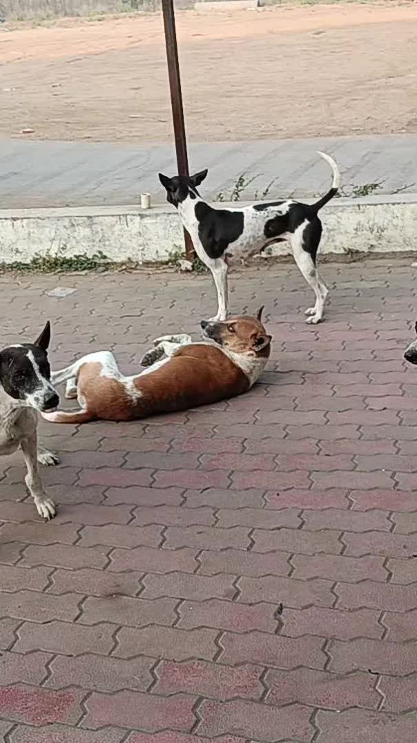 Dogs gym senter योग क्लास कुत्तों का