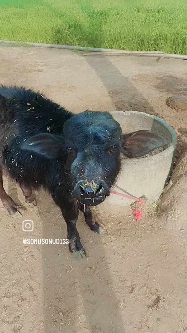 VID_20260116_215528_521