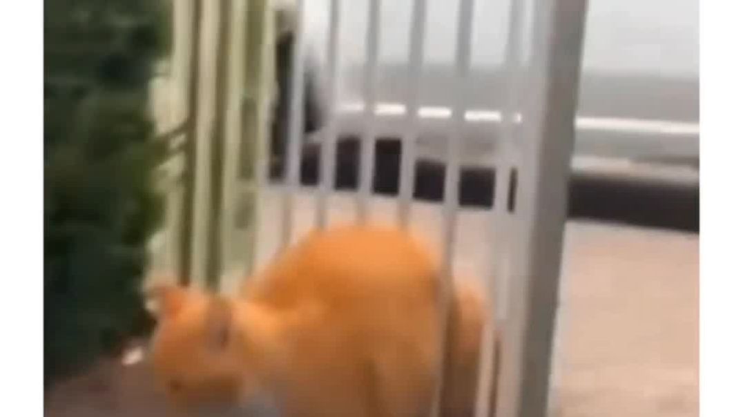 ⁣When u feed ur cat too much 😂🤣