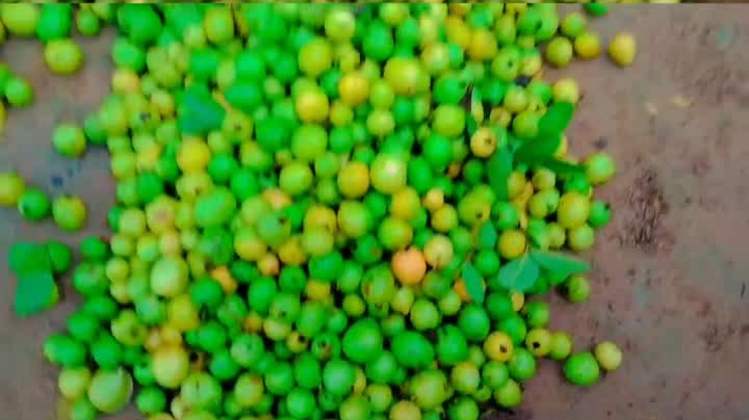 अमरुद का बगिया