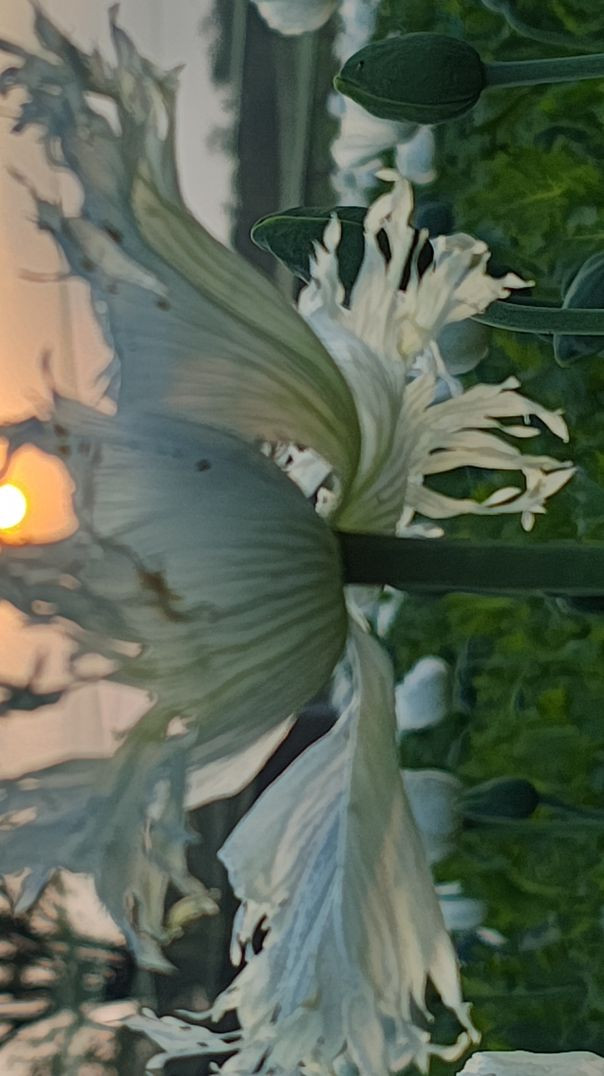 फार्मिंग लाईफ #trending#viral#