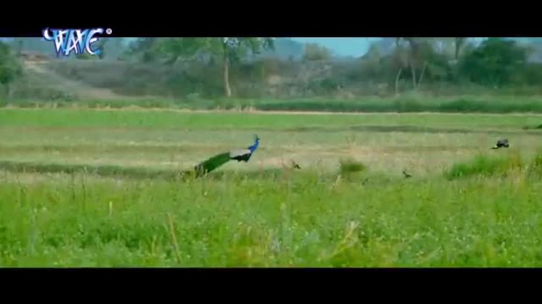 ⁣HD_बोले_जिया_पिया_पिया_हो____Raja_Babu____#dinesh_lal___#amarpali____#bhojpuri_hit_song_2022(360p)