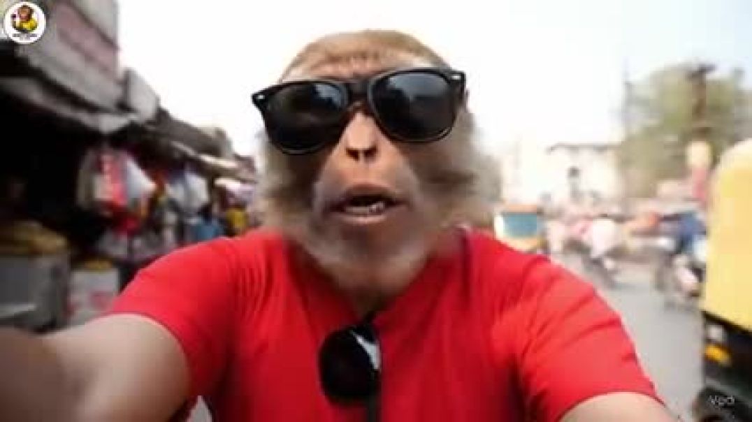 ⁣बाबा_बंटी_बन्दर_को_पाकिस्तान_पुलिस_ने_पकड़ा_😱____Baba_Bunty_In_Pakistan_Vlog____Monkey_vlog___(240p)