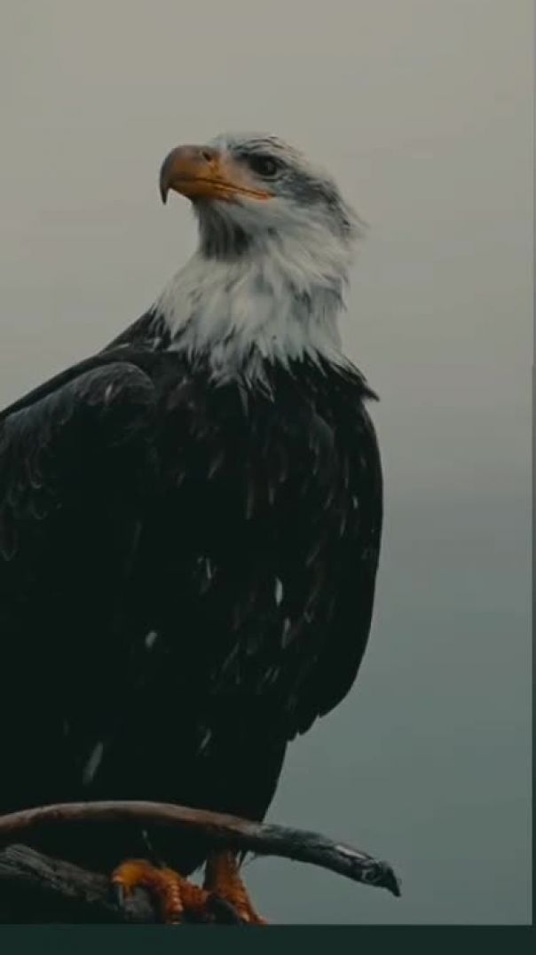 MOV_17697050785728993