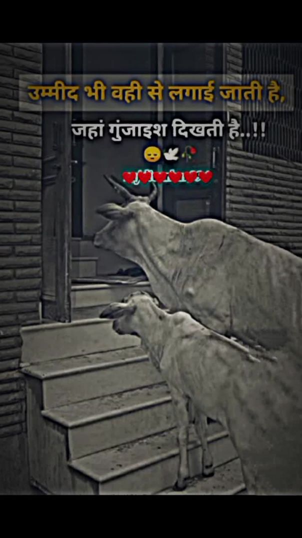 उम्मीद 🙂