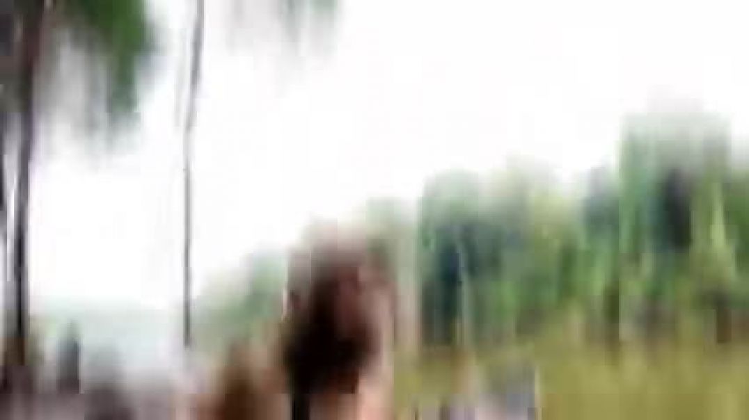 ⁣अमेजन_जंगल_के_अन्दर_गया_बन्दर____Monkey_Vlog_Video____Bandar_Vlog_Video_#minivlog_#shortvideo(240p)