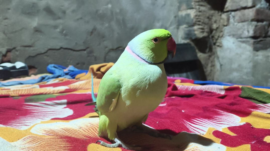 ⁣bolane wala tota bacchon ke liye kahani