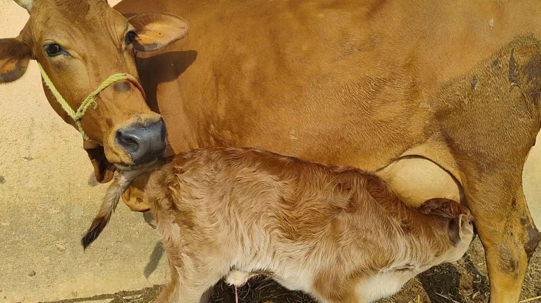 ⁣Jay Gau Mata Jay Gopal #jaygaumata#jaygopal